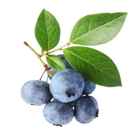Blueberry Leaf Extract (Vaccinium species)