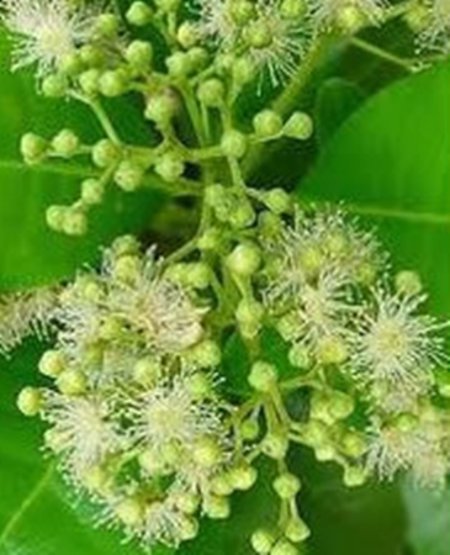 Allspice Essential Oil