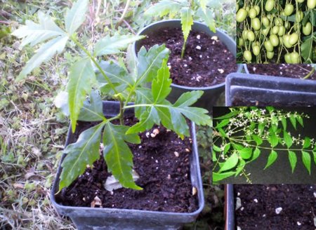 Neem Plants 6-12"