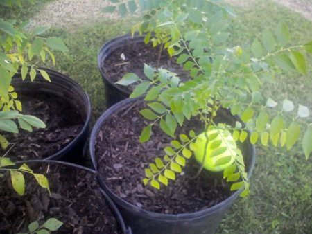 Curry Leaf 12-15 inch plant