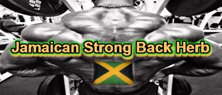Strong Back Jamaican Herb (Cuphea Parsonsia)