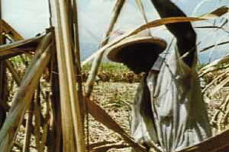 Bitter Cane "Haiti"