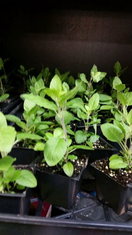 Tulsi Plant (Holy Basil)