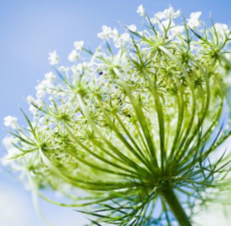 Carrot Seed (Steam Distilled) Essential Oil