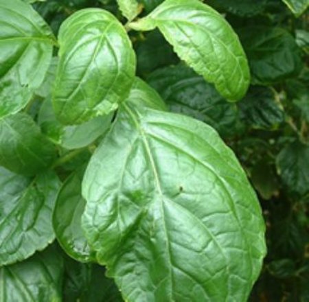 Patchouli Essential Oil (Dark)